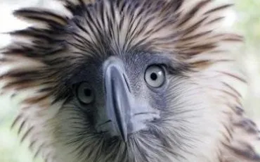 Quiz Aigles