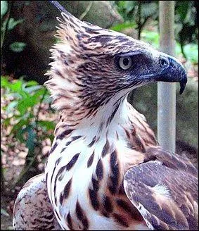 Leurs ufs éclosent au bout de :