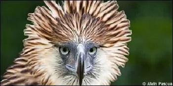 L'aigle des singes est une espèce en voie de disparition.