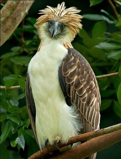 Combien mesure-t-il ?