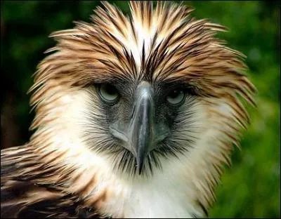 Où l'aigle des singes vit-il ?