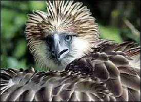 Combien reste-t-il d'espèces d'aigles des singes ?