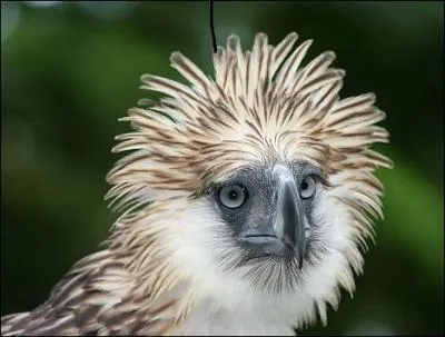 A-t-il besoin d'un grand espace ?