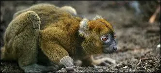 Quelle est la longueur de la période de gestation ?