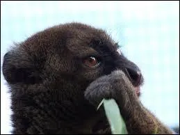 À quel âge le petit (masculin) sera-t-il mature ?