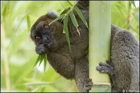 Le grand hapalémur n'est pas :