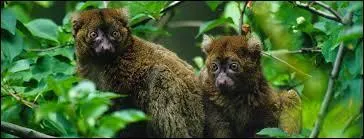 Le grand hapalémur est :