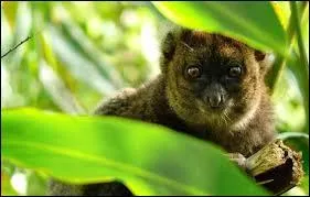 Où peut-on trouver ce singe ?