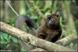 En 2011, combien restait-il d'individus de cette espèce environ ?