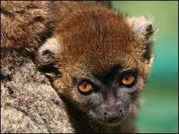 Combien d'individus trouve-t-on dans chaque groupe ? (Maximum)