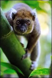 Quelle est la taille moyenne du corps de ces singes ?