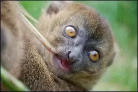 En moyenne, quel est leur poids ?