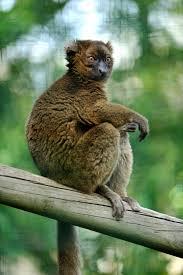 Quiz Primates