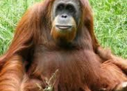 Quiz Animaux asiatiques 2 - L'orang-outan de Sumatra