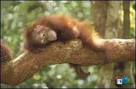 Combien d'années cet animal vit-il en moyenne ?