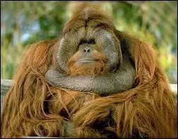 Qu'en est-il de son poids moyen ? (Femelle)