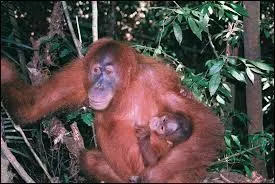 L'Orang-outan de Sumatra est :