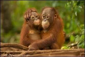 Où trouve-t-on la majorité des individus de cette espèce ? (Zoo exclu)