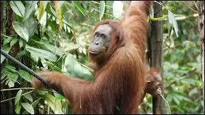 À quel âge les femelles font-elles leurs premiers petits, en général ?