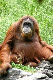 Quiz Singes
