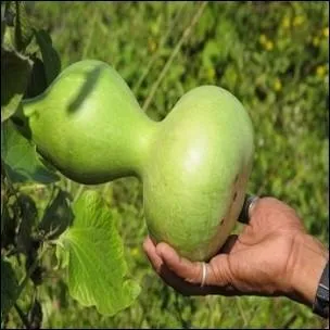 Oh le beau légume !