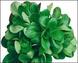 Qui va trouver le nom de cette salade ?