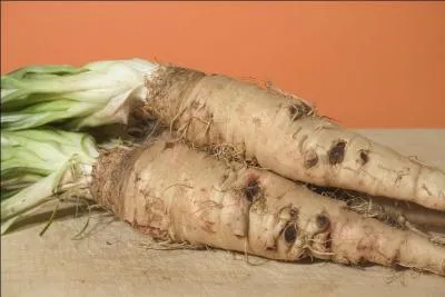 Synapse, tout fier de lui, me montre des topinambours :