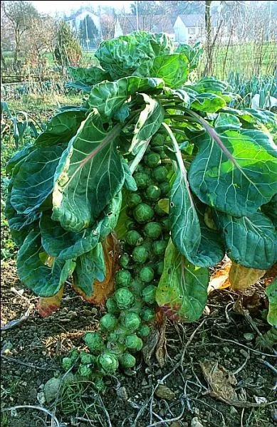 Qu'allons-nous commander à la marchande ?