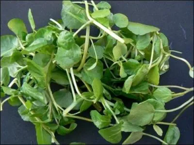 De quoi se faire une bonne salade !