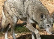 Quiz Animaux des Amriques (2) - Le loup rouge