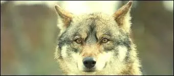 Comment le loup rouge est-il ?