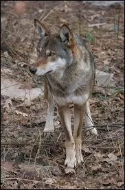 Avant, il existait trois sous-esp&egrave;ces de loup rouge. En quelle ann&eacute;e la premi&egrave;re s'est-elle &eacute;teinte ?