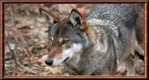 D'apr&egrave;s certains chercheurs, le loup rouge est un hybride de loup gris et de :