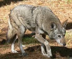 Quiz Loups