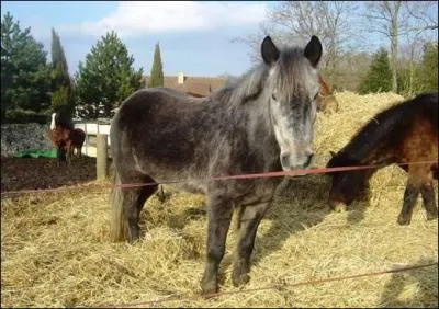 Comment appelle-t-on le devant du cheval ?