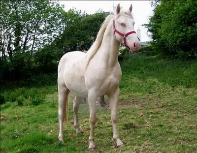 Quelle est la robe de ce cheval ?