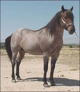 Quelle est la robe de ce cheval ?