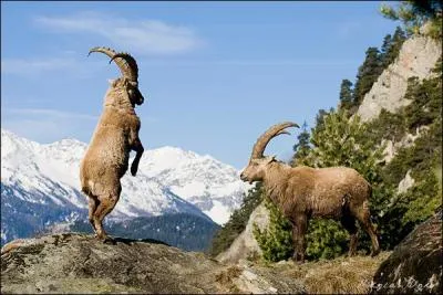 Le parc national de la Vanoise abrite une zone protégée, dite zone cur, de 52 900 ha, en Savoie.