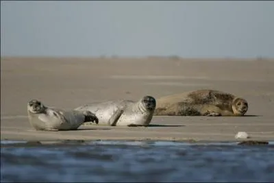 Des phoques vivent dans la baie de Somme, en Picardie.
