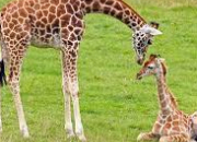 Quiz Animaux (1) - La girafe
