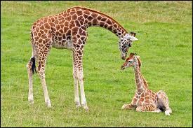 Combien y a-t-il de vertèbres dans le cou d'une girafe ?