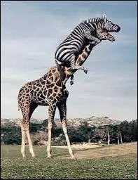 Sur quel continent vivent principalement les girafes ?