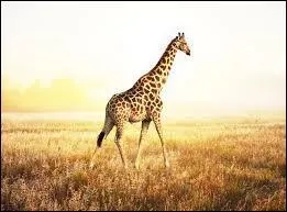 Combien le cou de la girafe mesure-t-il ?