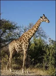 Combien une girafe pèse-t-elle ? (mâle)