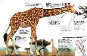 Combien le cur d'une girafe peut-il peser ? (environ)