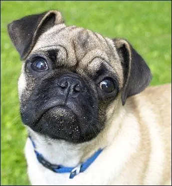 Trouvez la race de ce chien.