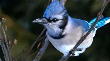Les geais bleus vivent jusqu'à :