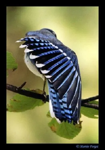 Les geais bleus aiment-ils les rapaces ?