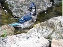 Les geais bleus aiment :