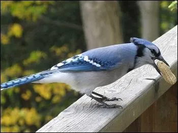 Comment reconnaître les geais bleus ?